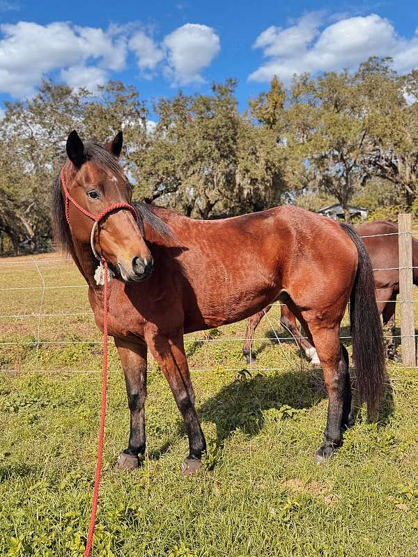 quarter-horse-gelding