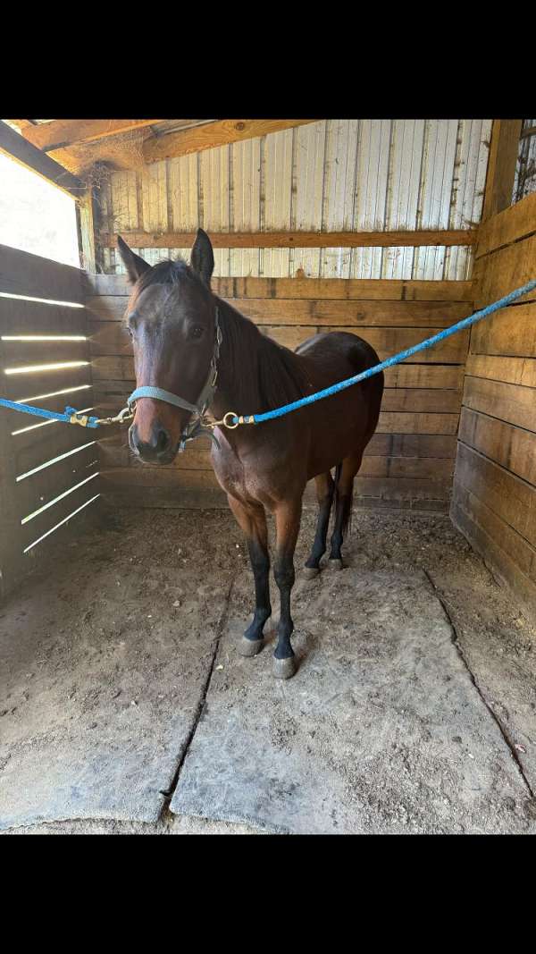 standardbred-horse-for-sale