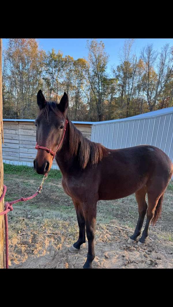 standardbred-horse