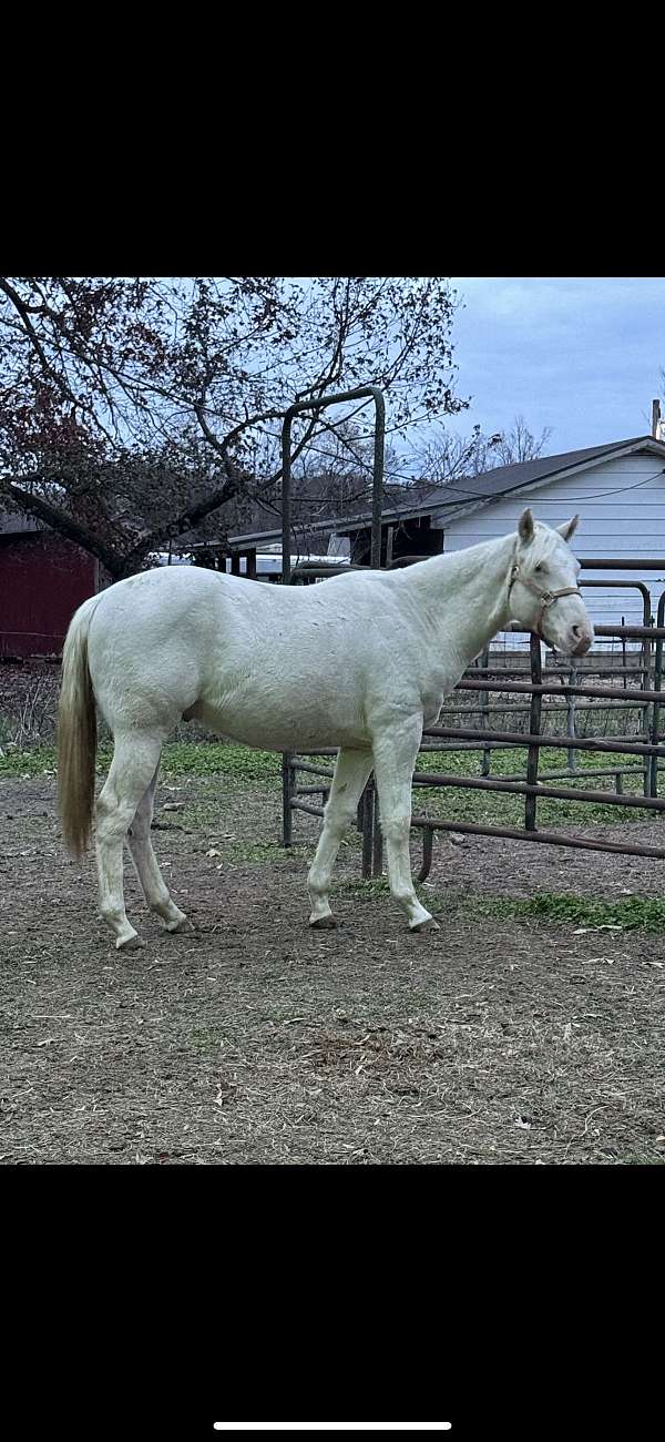 perlino-apha-colt