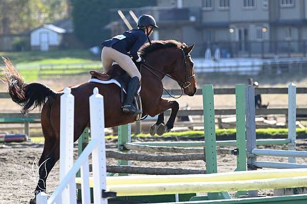 all-around-warmblood-horse