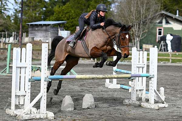 champion-warmblood-horse