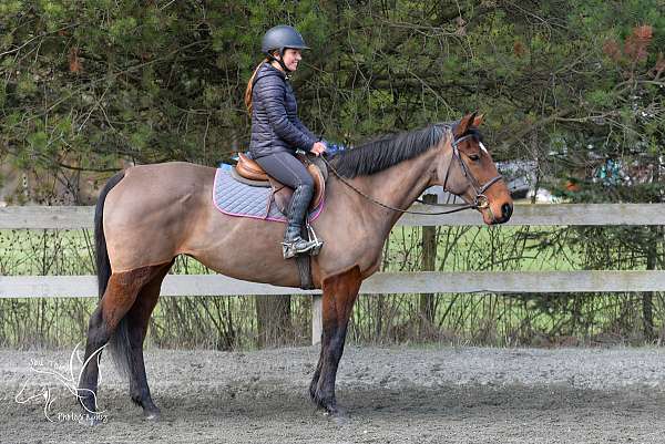 eventing-warmblood-horse