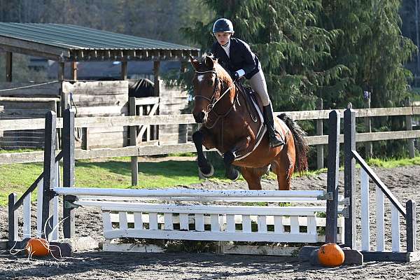 jumper-warmblood-horse