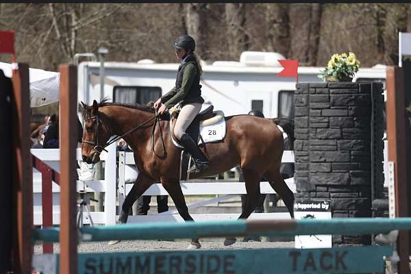 jumping-warmblood-horse