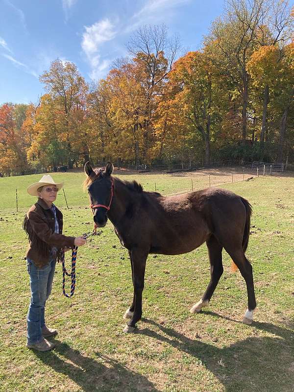 quiet-mind-arabian-horse