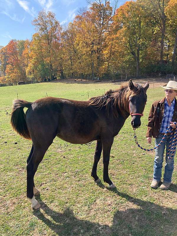 amerigo-arabian-horse