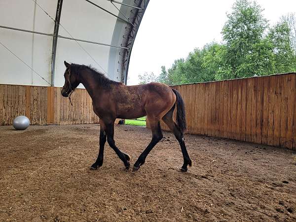 import-arabian-friesian-horse