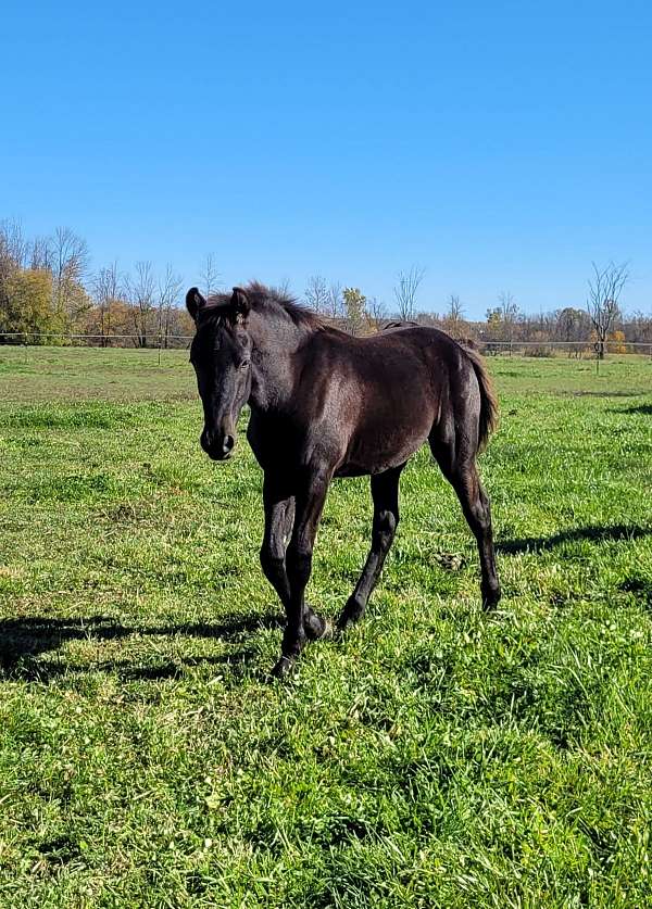 black-friesian-colt