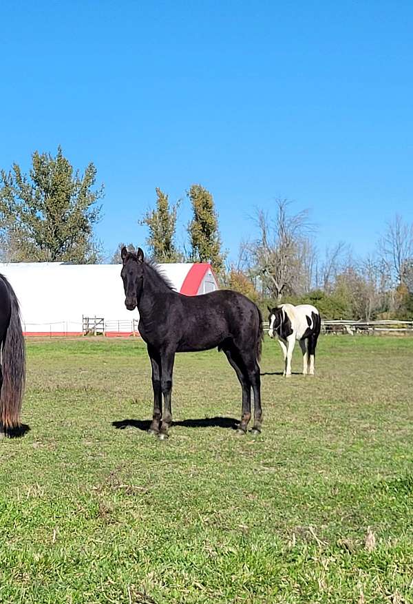 friesian-colt