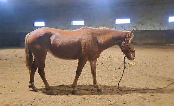 all-around-mustang-horse