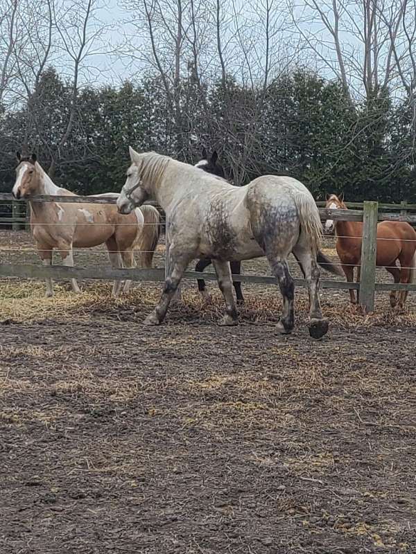 brindle-percheron-gelding