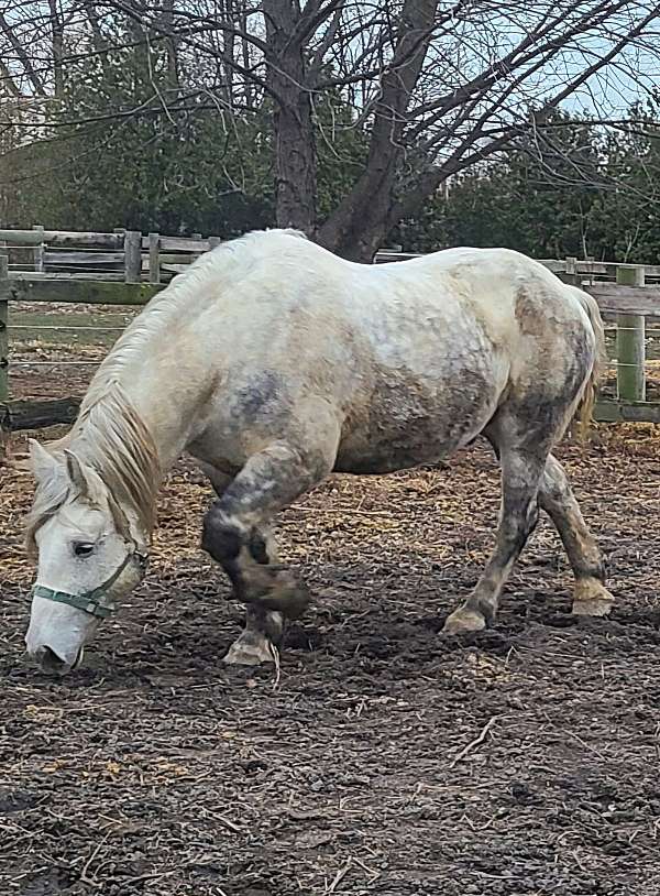 brindle-husband-safe-horse