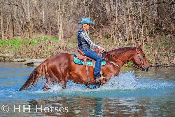 athletic-quarter-horse