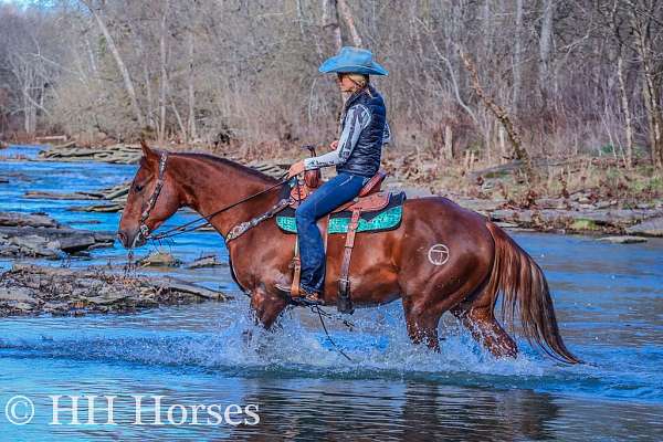 beginner-quarter-horse