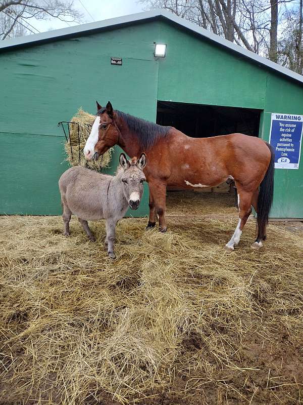 donkey-gelding