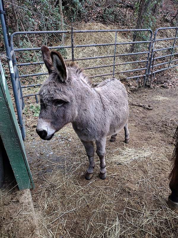 donkey-for-sale