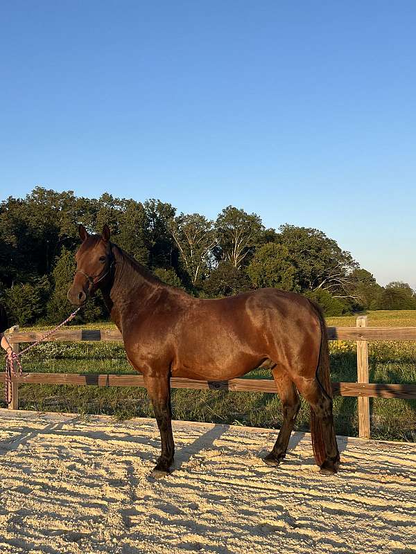 warmblood-gelding