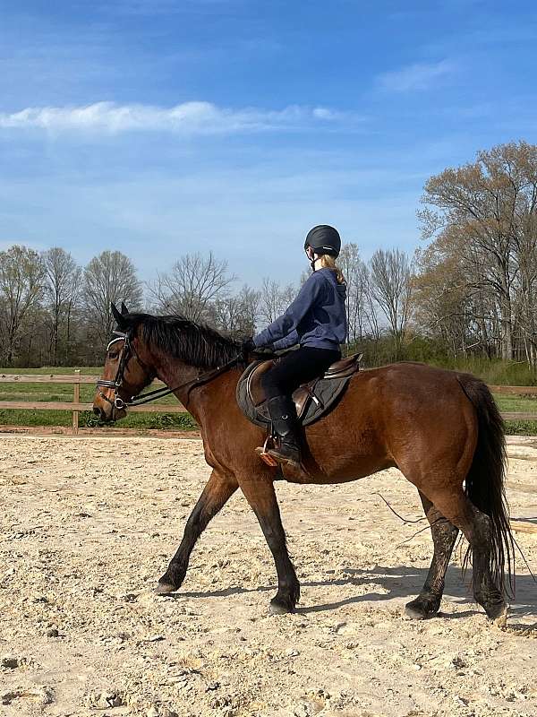 warmblood-horse-for-sale