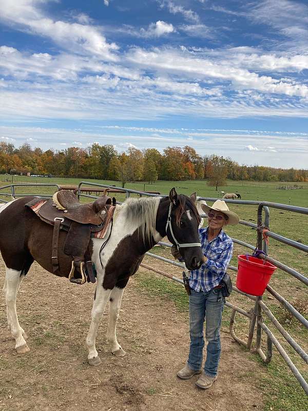 miss-sue-can-do-paint-horse