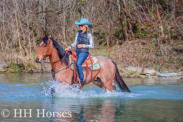 athletic-quarter-horse