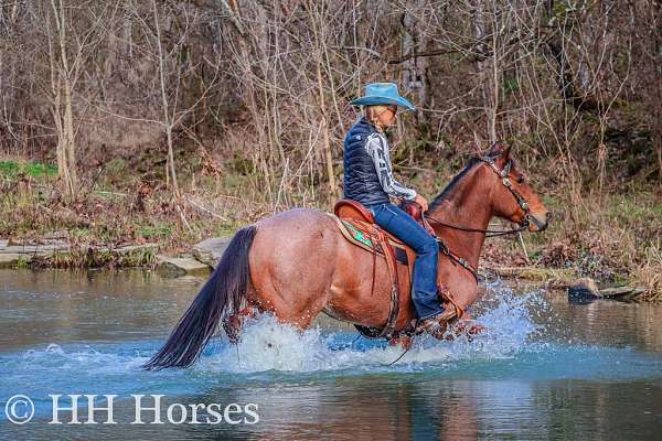 calf-roping-quarter-horse