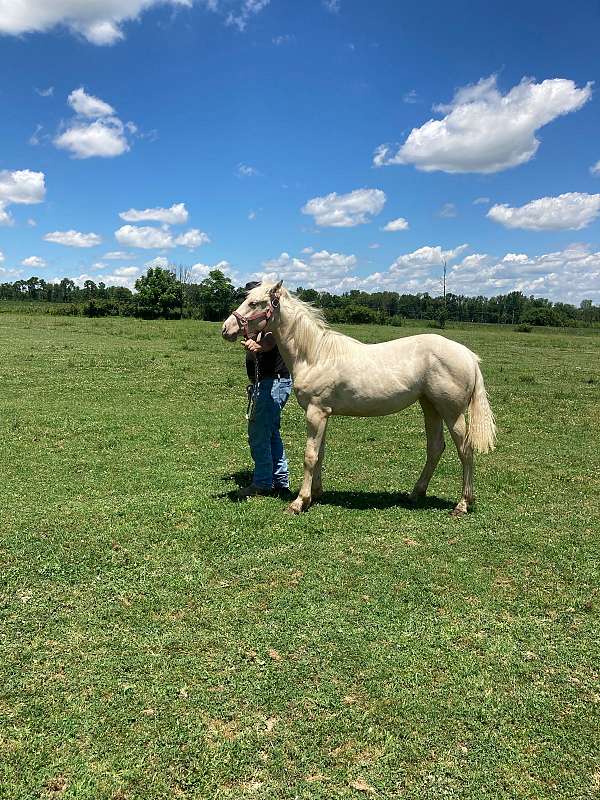 diamond-signal-quarter-horse