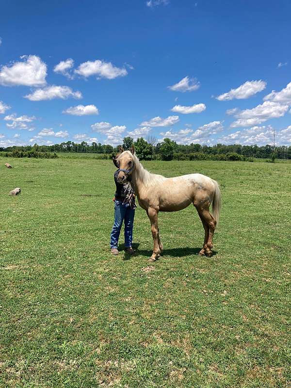 quiet-minded-quarter-horse