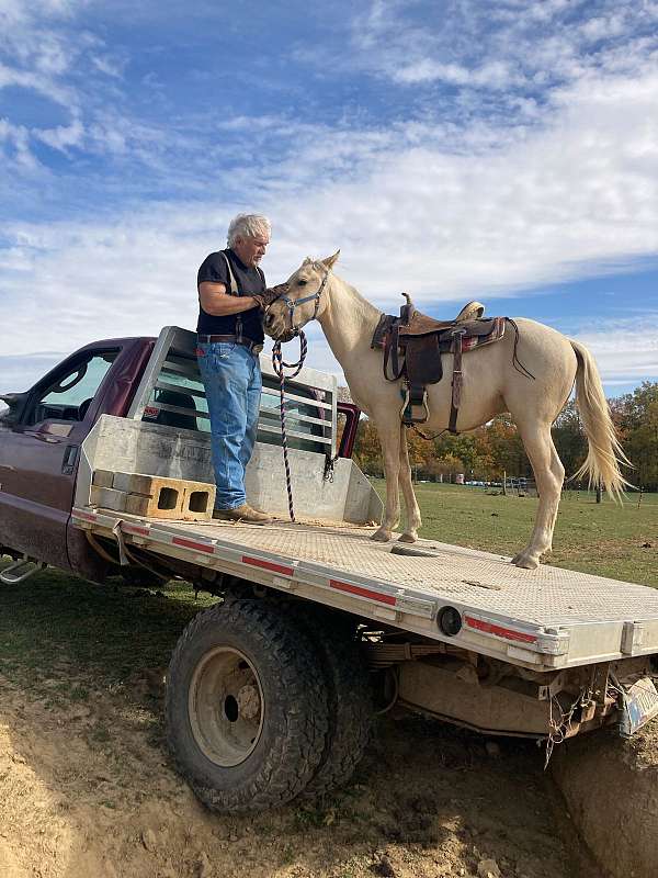 showdown-palomino-horse