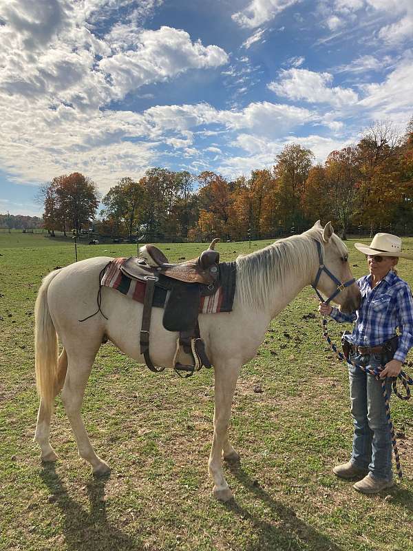 peppy-palomino-horse