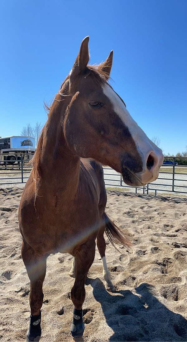 keyhole-appaloosa-horse