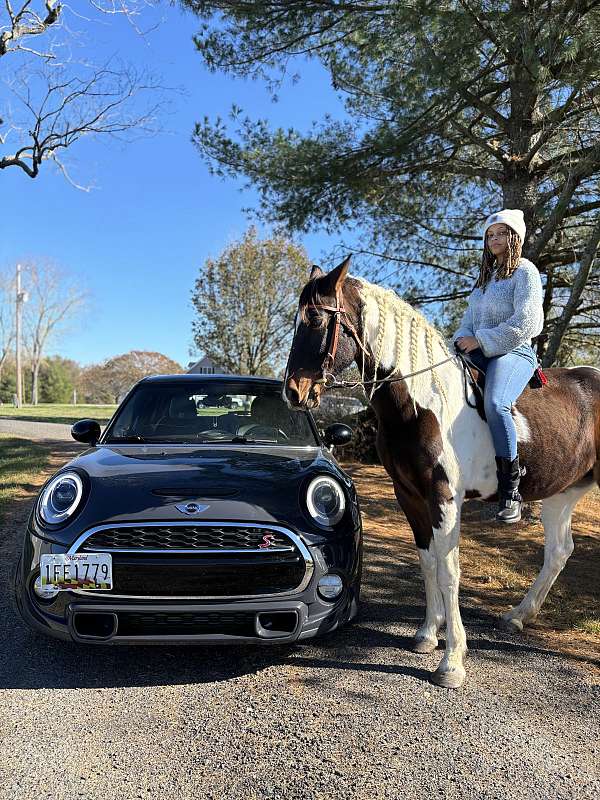 athletic-tennessee-walking-horse