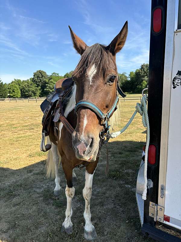 barrel-tennessee-walking-horse