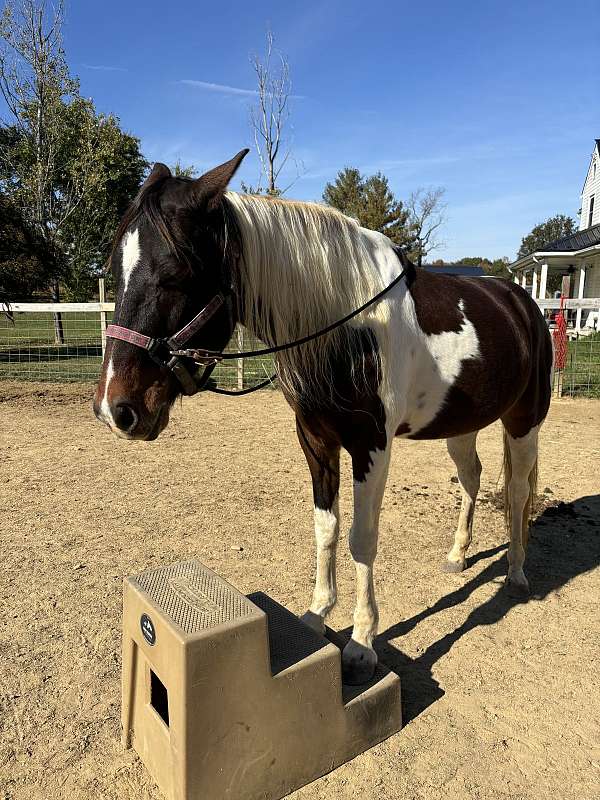 flashy-tennessee-walking-horse