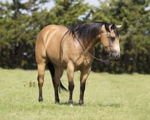 black-buckskin-reining-horse