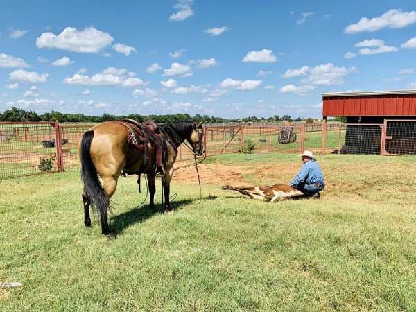 black-buckskin-roping-horse