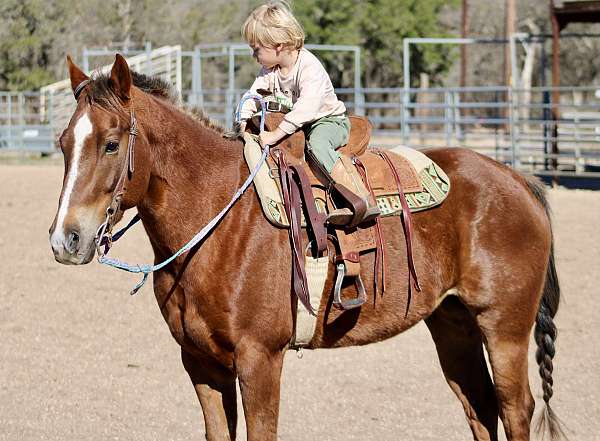 beginner-quarter-horse