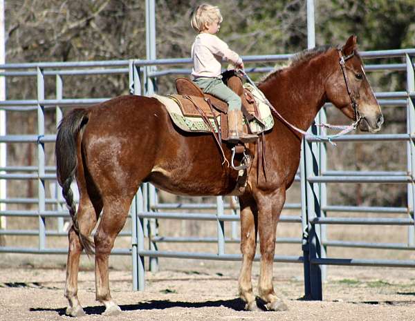 husband-safe-quarter-horse