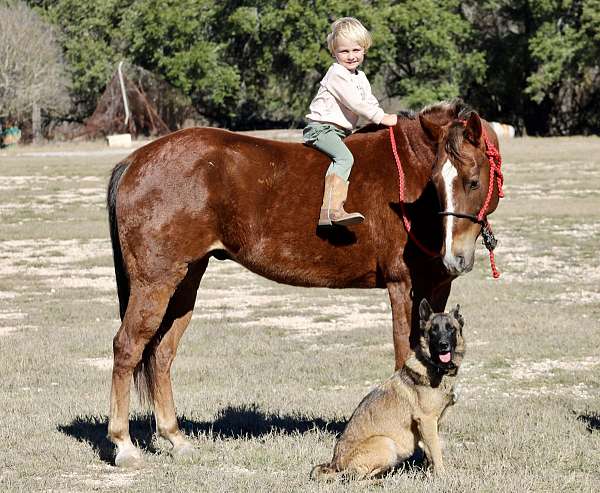 kid-safe-quarter-horse