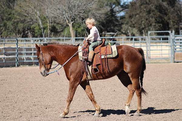 parade-quarter-horse