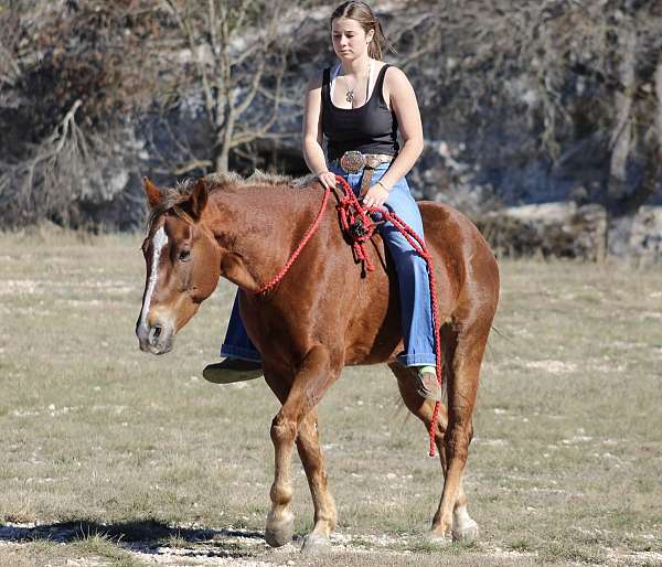 playday-quarter-horse