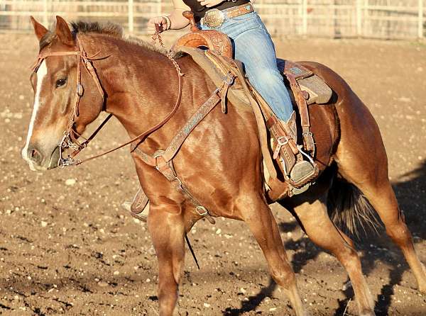 trail-quarter-horse