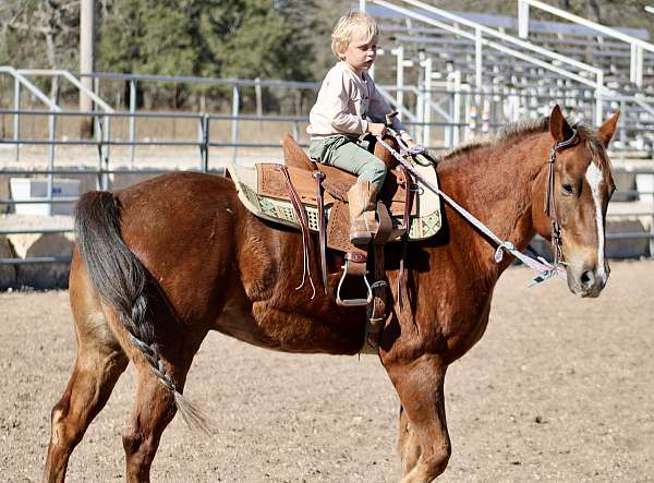 trail-riding-quarter-horse