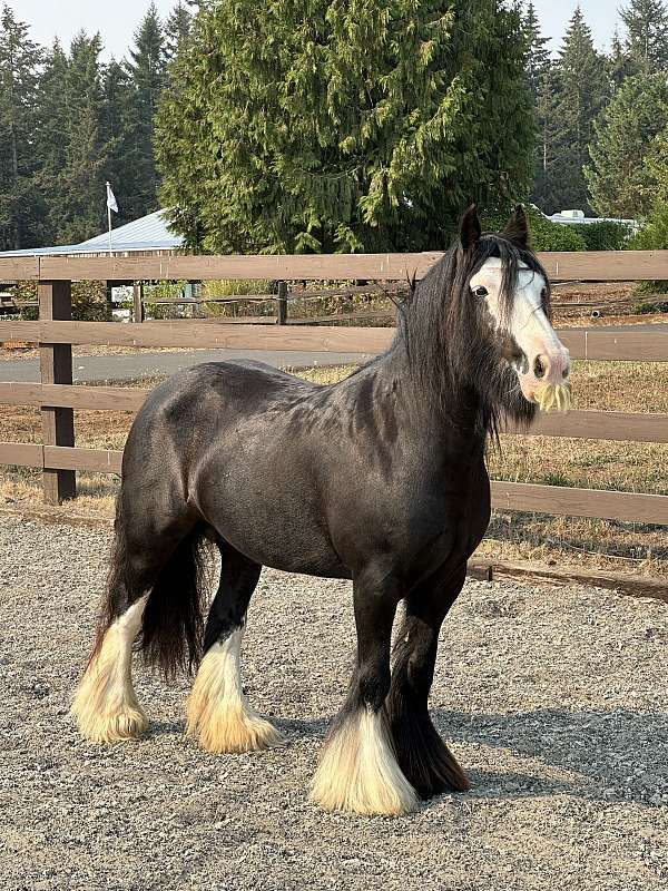 roan-cutting-stallion-horse