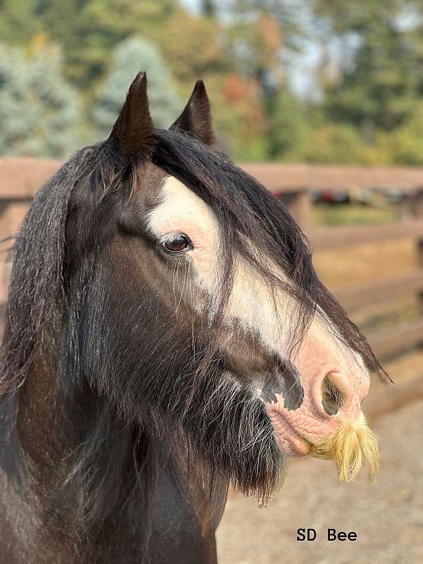 black-gypsy-vanner-mare