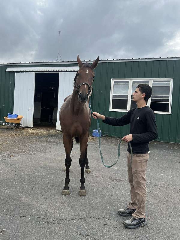 bay-hind-half-stocking-horse