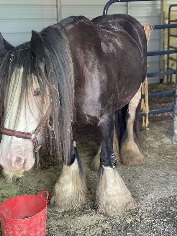 gypsy-vanner-horse-for-sale