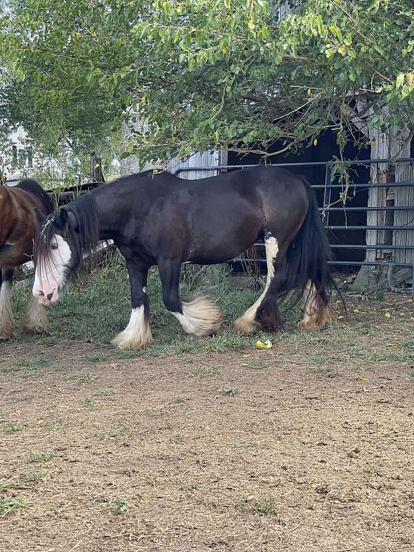 gypsy-vanner-mare