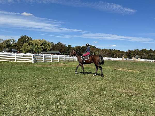 bay-small-star-hind-sock-horse