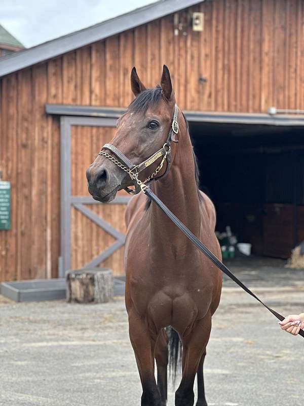 hightail-thoroughbred-horse